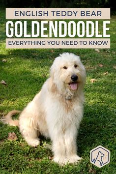 a white dog sitting in the grass with text overlay that reads english teddy bear goldendoodle everything you need to know