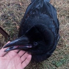 a black bird is being held by someone's hand while standing in the grass