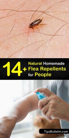 mosquitoes and flea repellents for people