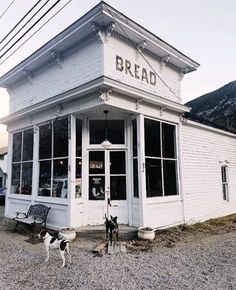 two dogs standing in front of a white building with the word bread written on it