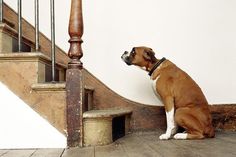 a brown and white dog sitting next to a stair case