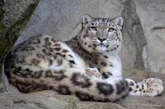 two snow leopards are laying on some rocks