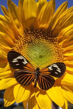 a butterfly sitting on top of a sunflower