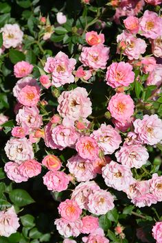 pink flowers are blooming in the garden