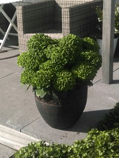 a large potted plant sitting on top of a cement floor next to some chairs