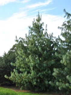 a large pine tree sitting in the middle of a field