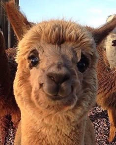 an alpaca looks at the camera while standing next to other llamas