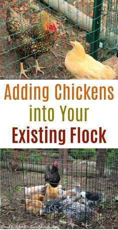 chickens in their cages with text overlay reading adding chickens into your exisiting flock