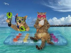 two cats are sitting on an inflatable raft and one cat is wearing goggles