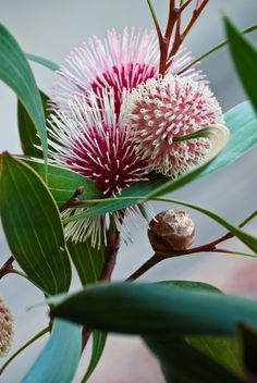 a close up of a flower on a tree branch