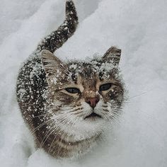 a cat that is sitting in the snow looking at something with its eyes open and it's nose covered by snow