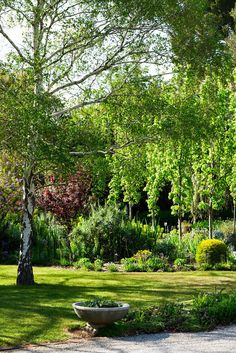 a garden with lots of green grass and trees