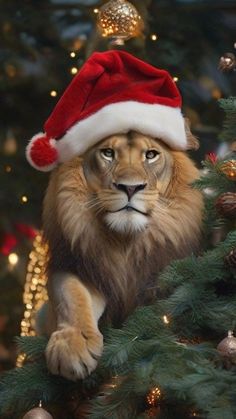 a lion wearing a santa hat on top of a christmas tree