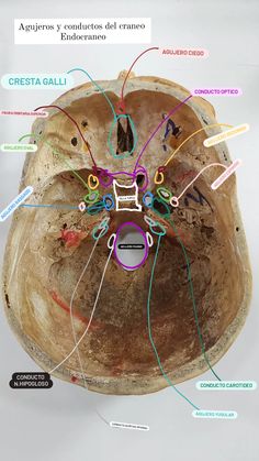 the structure of an animal's skull with all its parts labeled in spanish and english