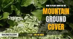 an advertisement for the mountain ground cover company