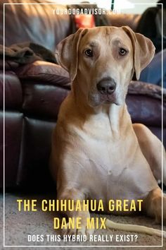 the chihuahua great dane mix does this hybrid really existet? cover art for your dogadvisor