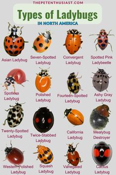 the different types of ladybugs in north america are shown with their names on them