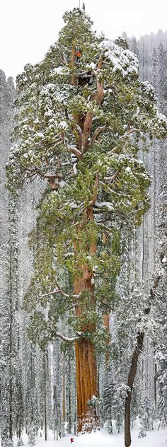 two pictures of trees in the snow and one with birds on it, both showing different angles