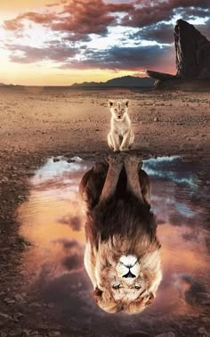 two cats sitting on top of each other in the middle of a desert area with water