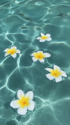 four white and yellow flowers floating in the clear blue water with ripples around them