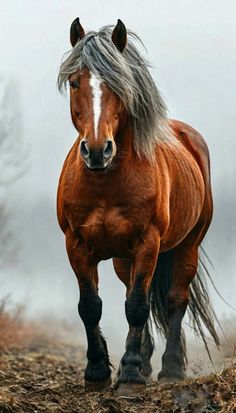 a brown horse with long hair running on the ground