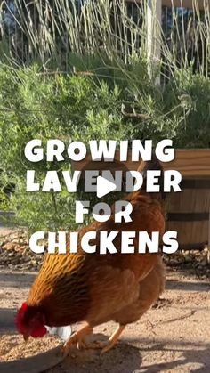 a brown chicken walking across a dirt ground next to a wooden bench and green plants