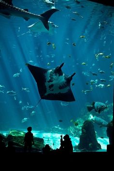 people looking at fish in an aquarium