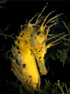 two yellow seahorses in the grass at night