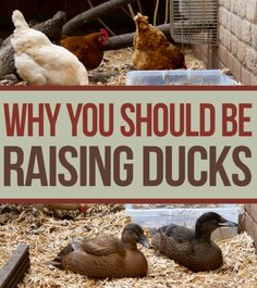 chickens and ducks in their coop with the words, why you should be raising ducks