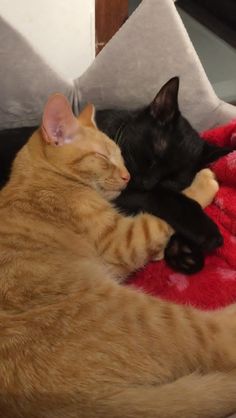 two cats cuddle together on a red blanket