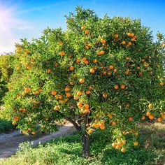 an orange tree with lots of fruit growing on it