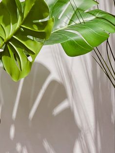 a green plant with long, thin leaves in the sunlight on a white wall behind it