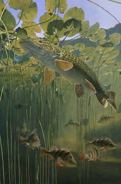 a painting of fish in the water surrounded by plants and reeds, with other fish nearby