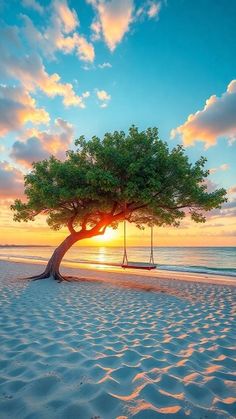 a tree on the beach with a swing hanging from it's branches at sunset