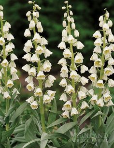 white flowers are blooming in the garden