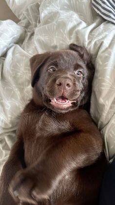 a brown dog laying on top of a bed covered in white sheets and pillows with its mouth open