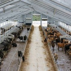 cows are lined up in an enclosed area