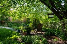 the back yard is full of plants and trees