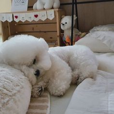 a small white dog laying on top of a bed