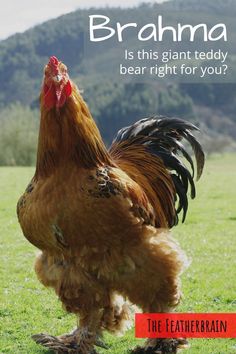 a brown chicken standing on top of a green field next to a red sign that says, brahma is this giant teddy bear for you?