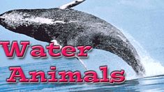 a whale jumping out of the water with words over it that says, water animals