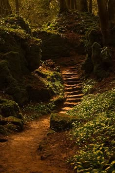 a path in the woods with mossy rocks and trees on both sides leading up to it