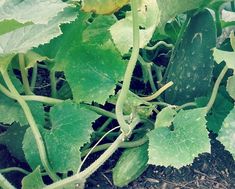 a plant with green leaves growing in the ground