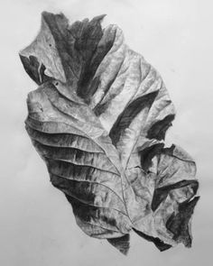 a pencil drawing of a leaf