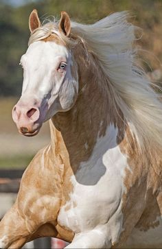 a brown and white horse is galloping in the sun with its hair blowing in the wind