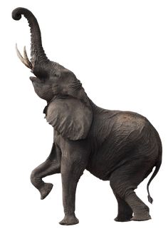 an elephant with its trunk in the air