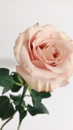 a pink rose with green leaves in a vase