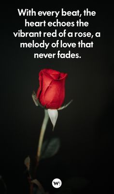 a red rose with the words, with every beat, the heart chooses the vibrant red of a rose, a melody of love that never fadess