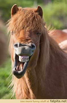 a horse with it's mouth open showing teeth