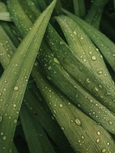 green leaves with drops of water on them